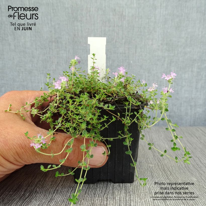 Esemplare di Thymus hirsutus - Timo Vasetto da 8/9 cm consegnato in estate