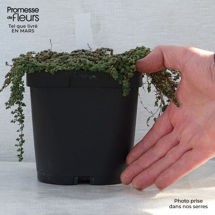 Thymus hirsutus - Timo Vaso da 2L/3L esemplare consegnato in primavera