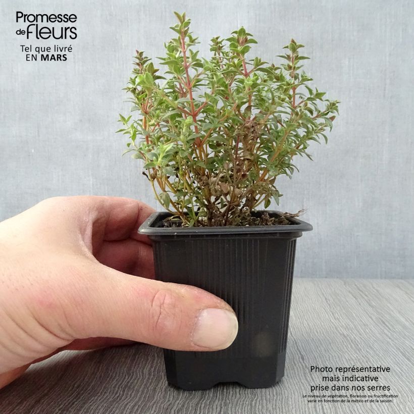 Thymus mastichina - Timo Vasetto da 8/9 cm esemplare consegnato in primavera