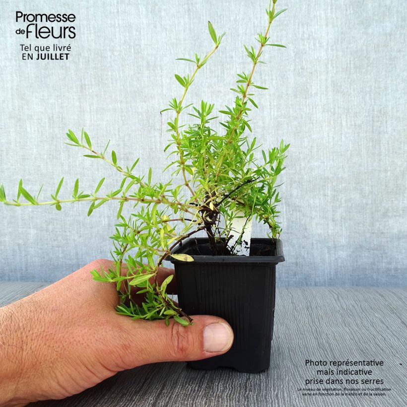 Esemplare di Thymus nitens - Timo Vasetto da 8/9 cm consegnato in estate