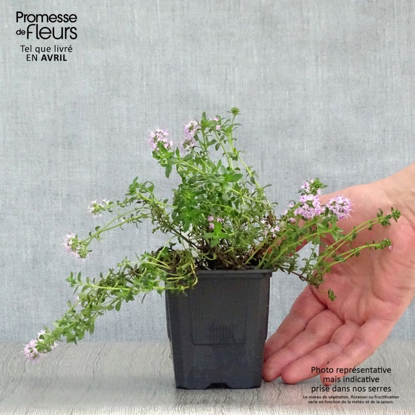 Thymus nitens - Timo Vasetto da 8/9 cm esemplare consegnato in primavera