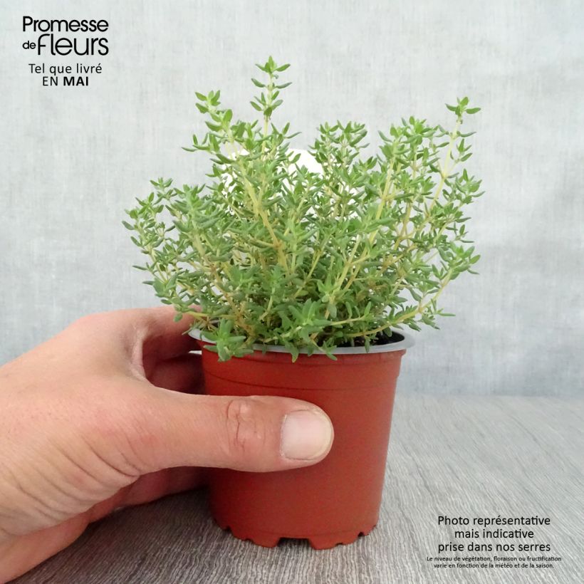 Thymus vulgaris Compactus Bio - Timo compatto Vaso da Ø 10 cm/11 cm esemplare consegnato in primavera