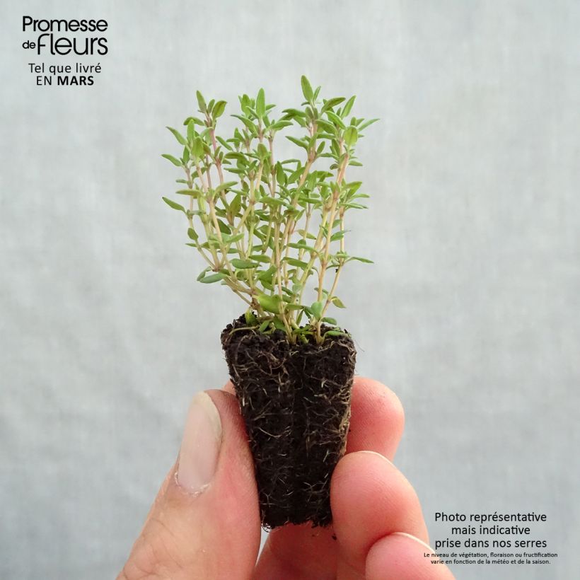 Thymus vulgaris Compactus Bio - Timo compatto mini zolla... esemplare consegnato in primavera