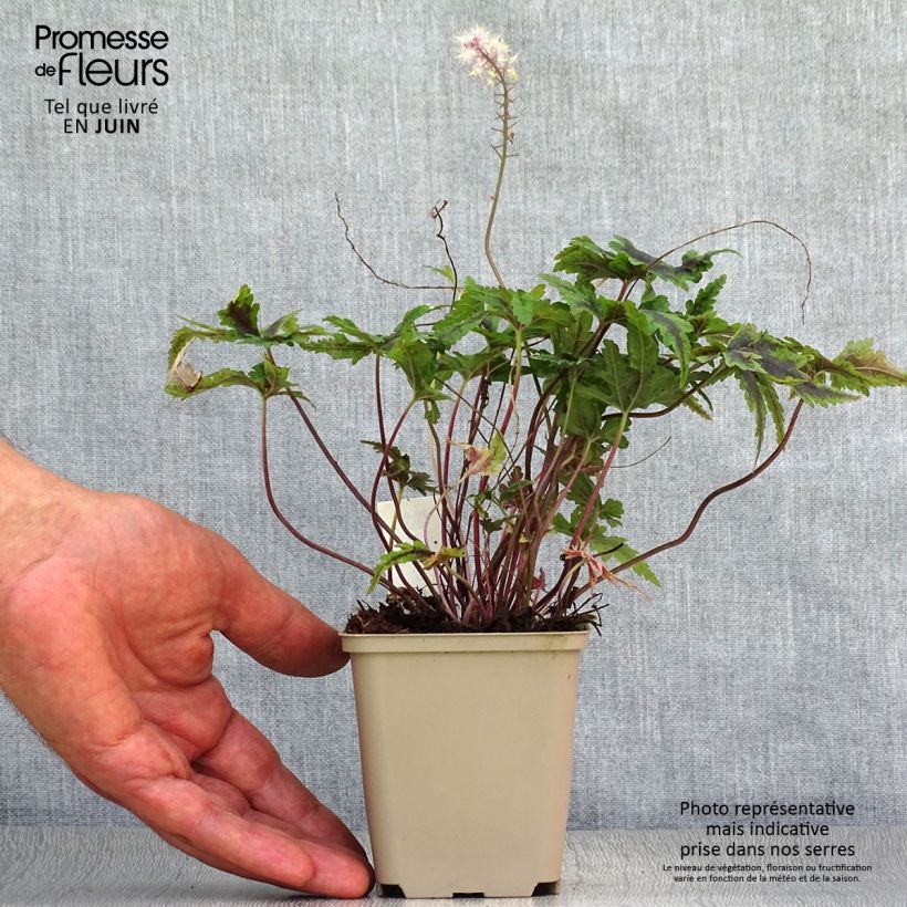 Esemplare di Tiarella Angel Wings Vasetto da 8/9 cm consegnato in estate