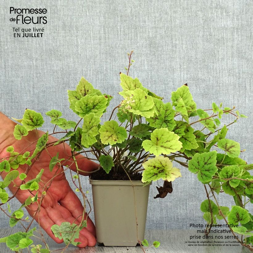 Esemplare di Tiarella cordifolia Appalachian Trail Vasetto da 8/9 cm consegnato in estate
