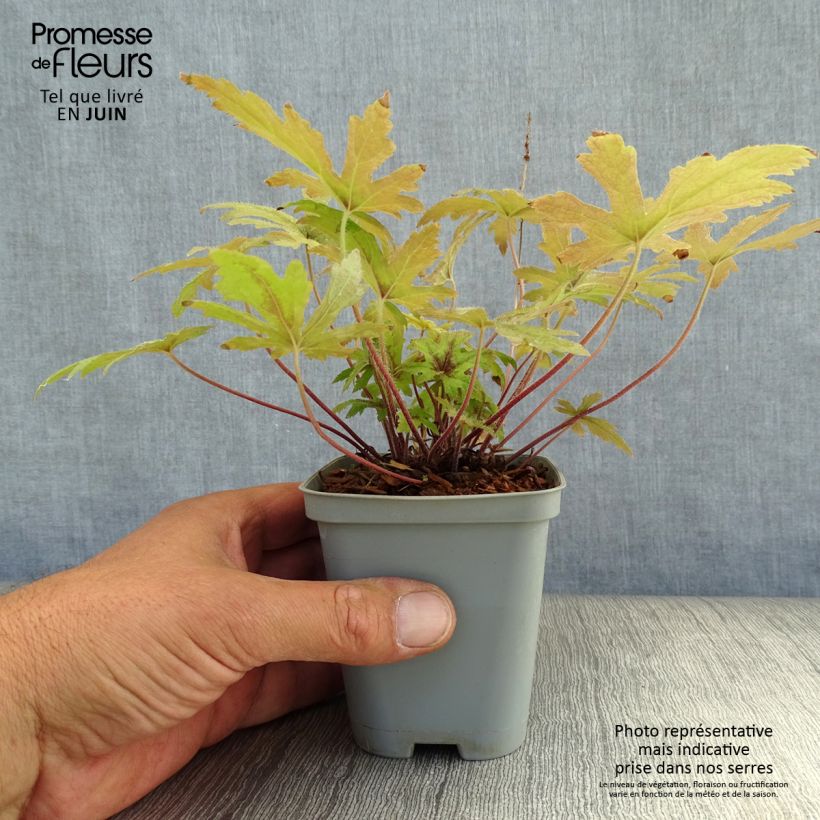 Esemplare di Tiarella Pink Skyrocket Vasetto da 8/9 cm consegnato in estate