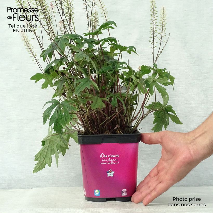 Esemplare di Tiarella Pink Skyrocket Vaso da 2L/3L consegnato in estate