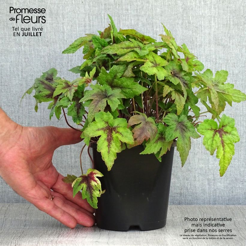 Esemplare di Tiarella Sugar and Spice Vaso da 2L/3L consegnato in estate