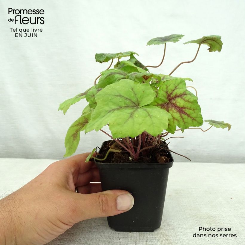 Esemplare di Tiarella Running Tiger Vasetto da 8/9 cm consegnato in estate