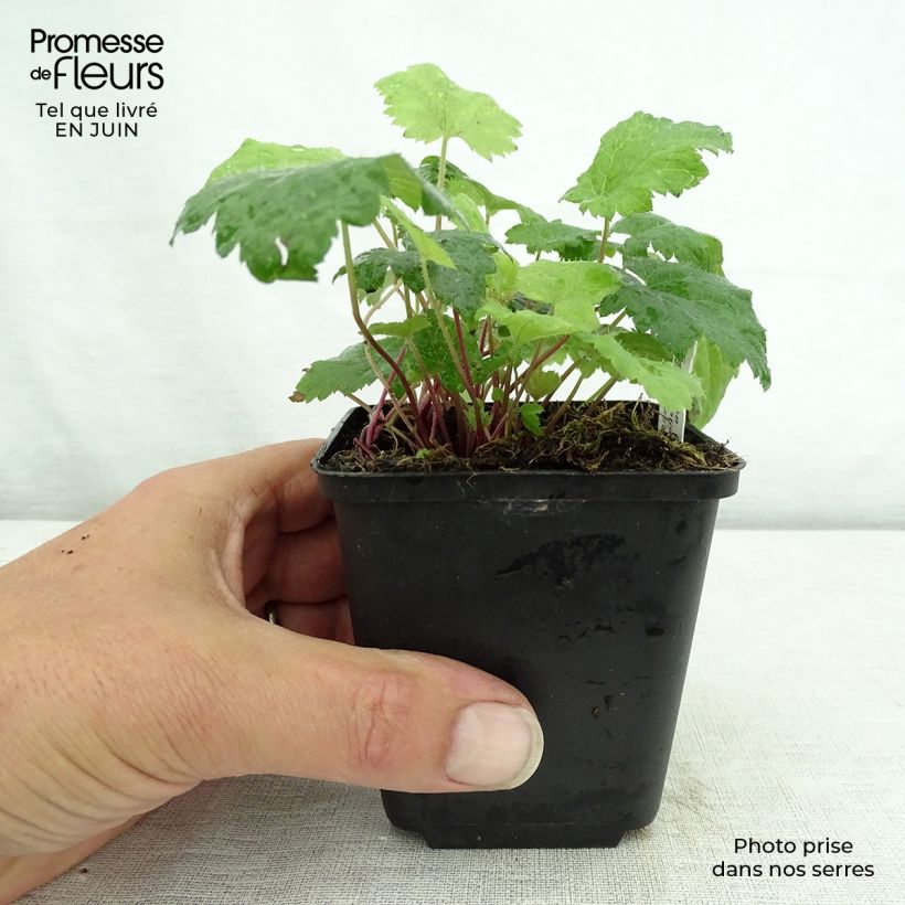 Esemplare di Tiarella cordifolia Moorgrun Vasetto da 8/9 cm consegnato in estate