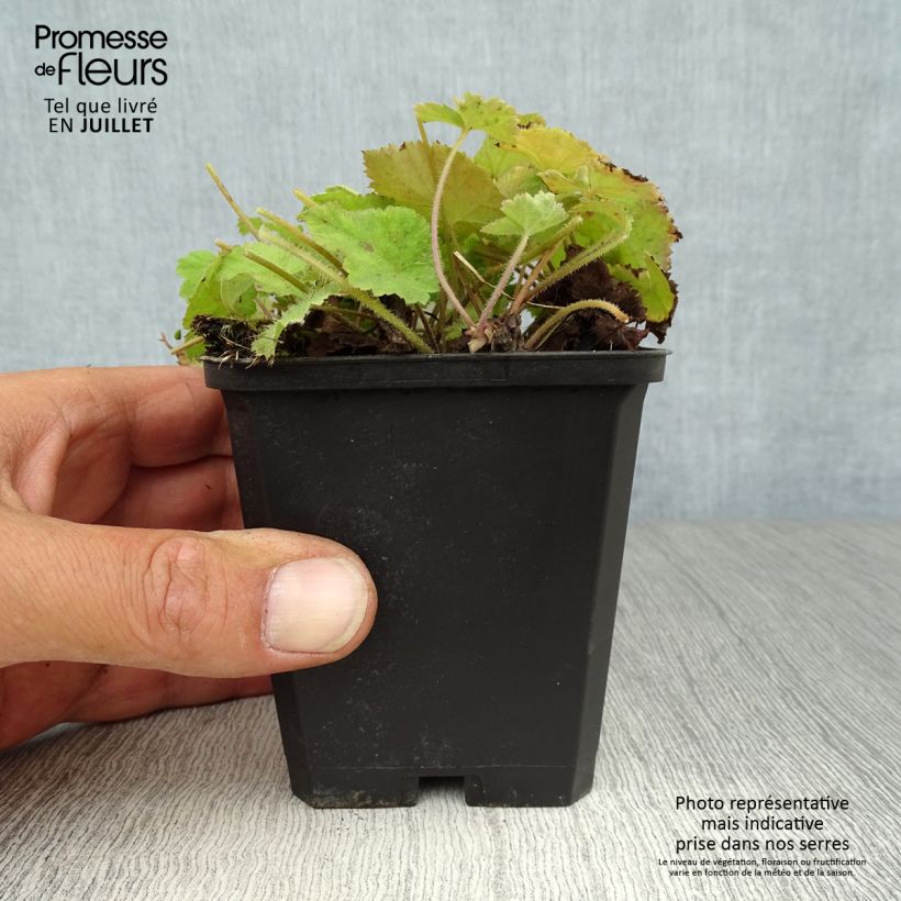 Esemplare di Tiarella cordifolia Vasetto da 8/9 cm consegnato in estate