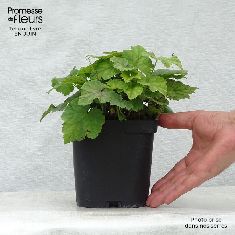 Esemplare di Tiarella cordifolia Vaso da 2L/3L consegnato in estate