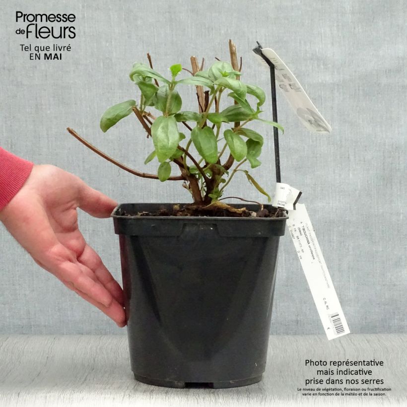Tibouchina urvilleana - Tibouchine d'Urville. Pot de 4L/5L esemplare consegnato in primavera