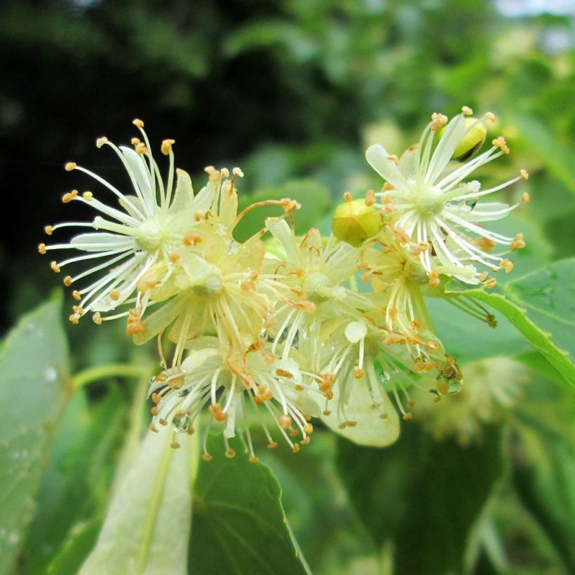Tilia cordata - Tiglio selvatico (Fioritura)