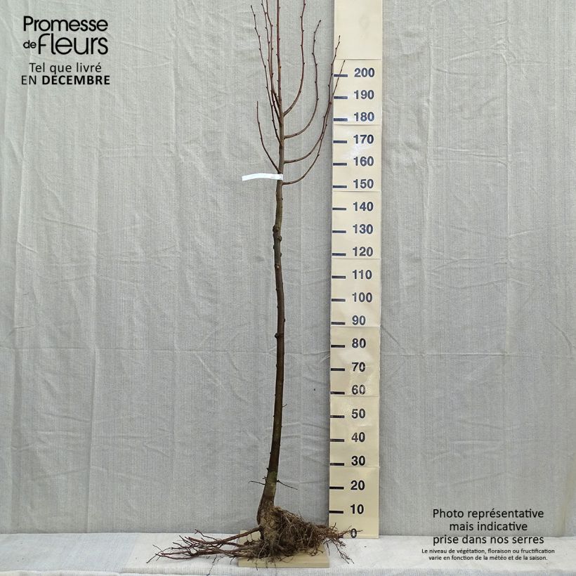 Tilia cordata - Tiglio selvatico Piante grandi a radice nuda esemplare consegnato in inverno