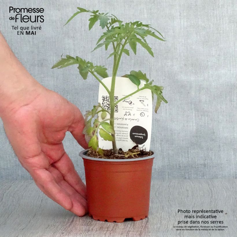 Pomodoro costoluto Ananas Bio Vaso da Ø 10 cm/11 cm esemplare consegnato in primavera