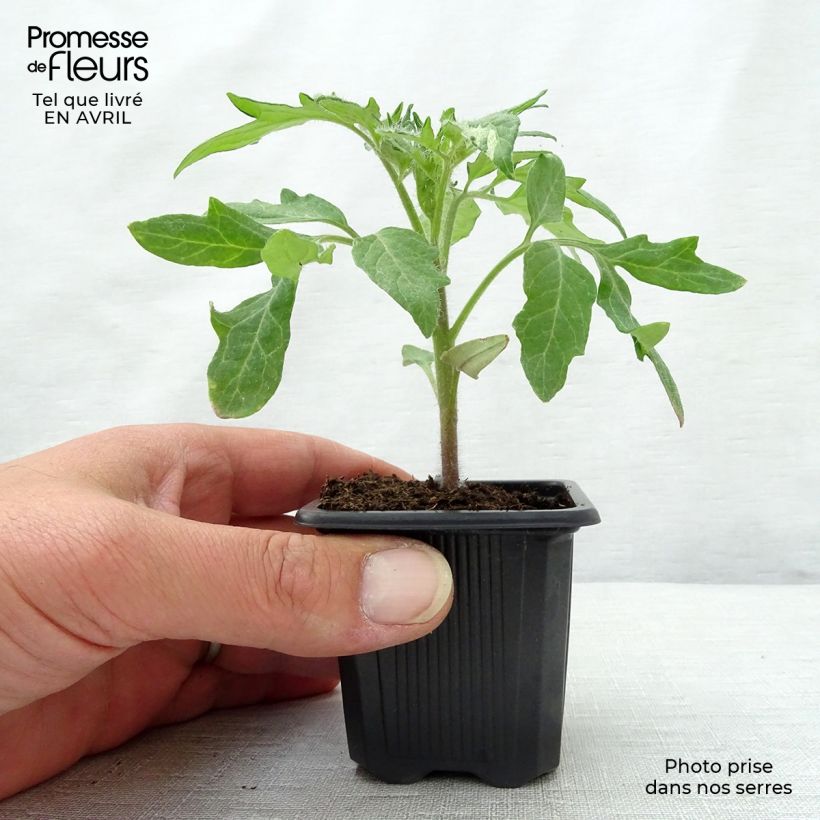 Pomodoro cuore di bue/Beefsteak Ananas (piante) Vasetto da 7/8 cm esemplare consegnato in primavera