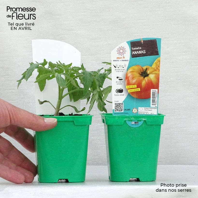 Pomodoro cuore di bue/Beefsteak Ananas (piante) Vaso da Ø 10 cm/11 cm esemplare consegnato in primavera