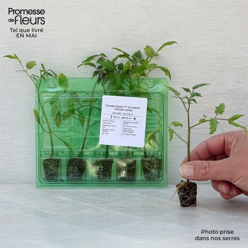 Pomodoro ciliegino/datterino Apero F1 mini zolla... esemplare consegnato in primavera