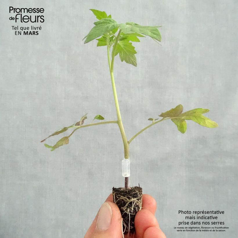 Pomodoro ciliegino/datterino Apero F1 Bio (piante innestate) Mini zolla Ø 1,5/2,5 cm esemplare consegnato in primavera