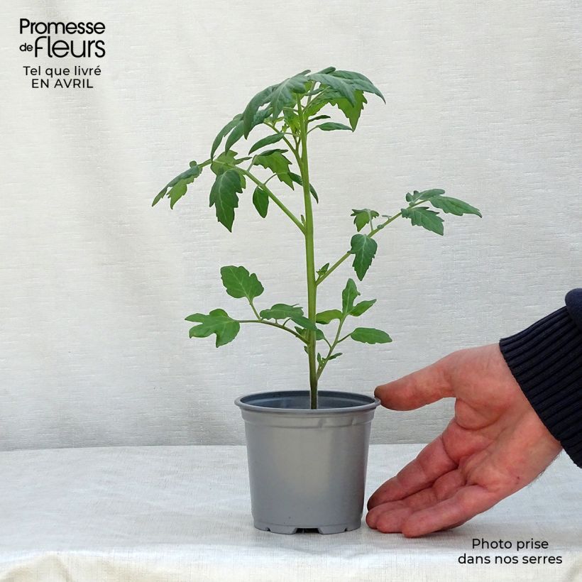 Pomodoro ciliegino/datterino Apero F1 Vaso da Ø 10 cm/11 cm esemplare consegnato in primavera