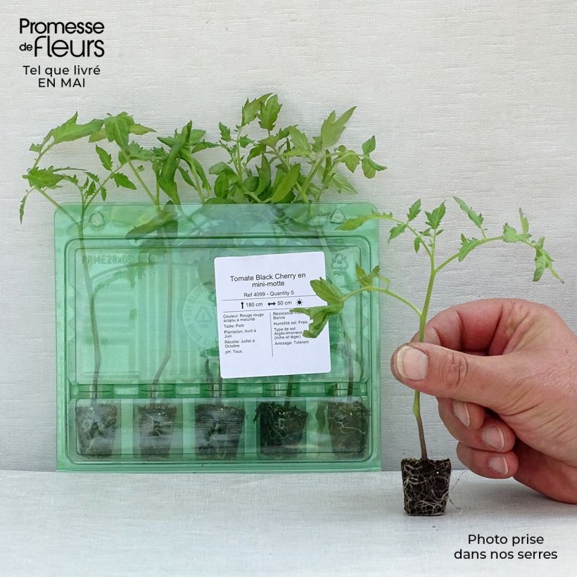 Pomodoro a colore scuro Black Cherry mini zolla... esemplare consegnato in primavera