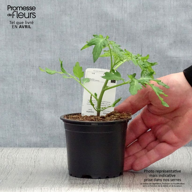 Pomodoro a colore scuro Black Cherry Vaso da Ø 10 cm/11 cm esemplare consegnato in primavera