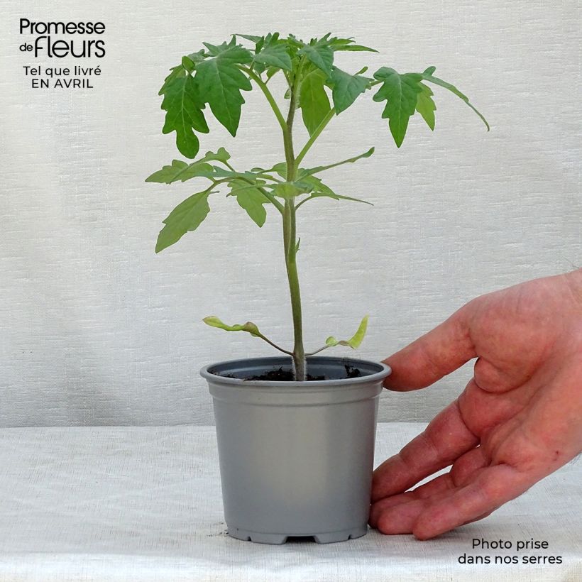 Pomodoro cuore di bue/Beefsteak Buffalo Steak F1 (piante) Vasetto da 8/9 cm esemplare consegnato in primavera
