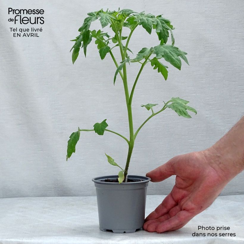 Pomodoro cuore di bue/Beefsteak Buffalo Sun Vaso da Ø 10 cm/11 cm esemplare consegnato in primavera