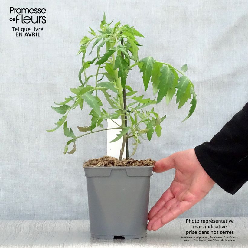 Pomodoro cuore di bue/Beefsteak Cauralina F1 (piante innestate) Vaso da 2L/3L esemplare consegnato in primavera
