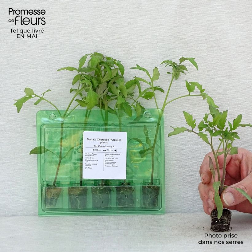 Pomodoro cuore di bue/Beefsteak Cherokee Purple (piante) mini zolla... esemplare consegnato in primavera