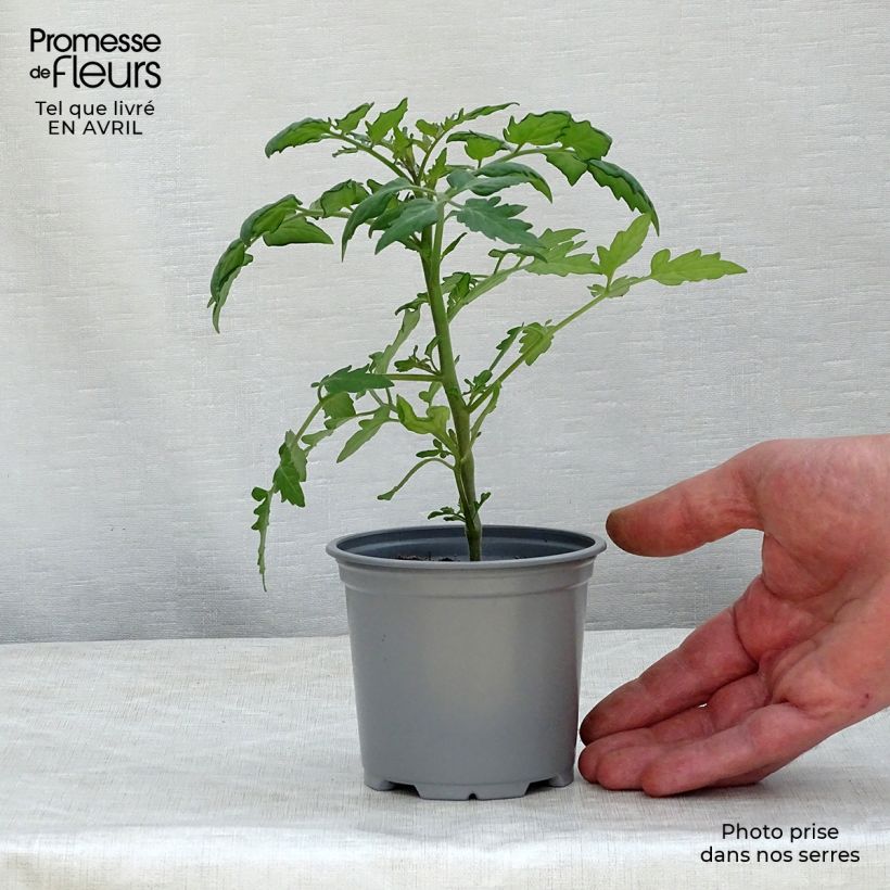 Pomodoro ciliegino/datterino Cherry Orange Vasetto da 8/9 cm esemplare consegnato in primavera