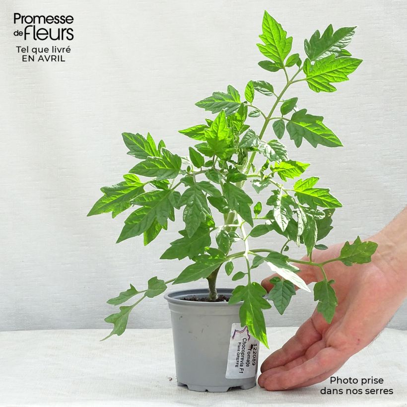 Pomodoro a colore scuro Chocoprevia F1 (Nerondo) Vasetto da 8/9 cm esemplare consegnato in primavera