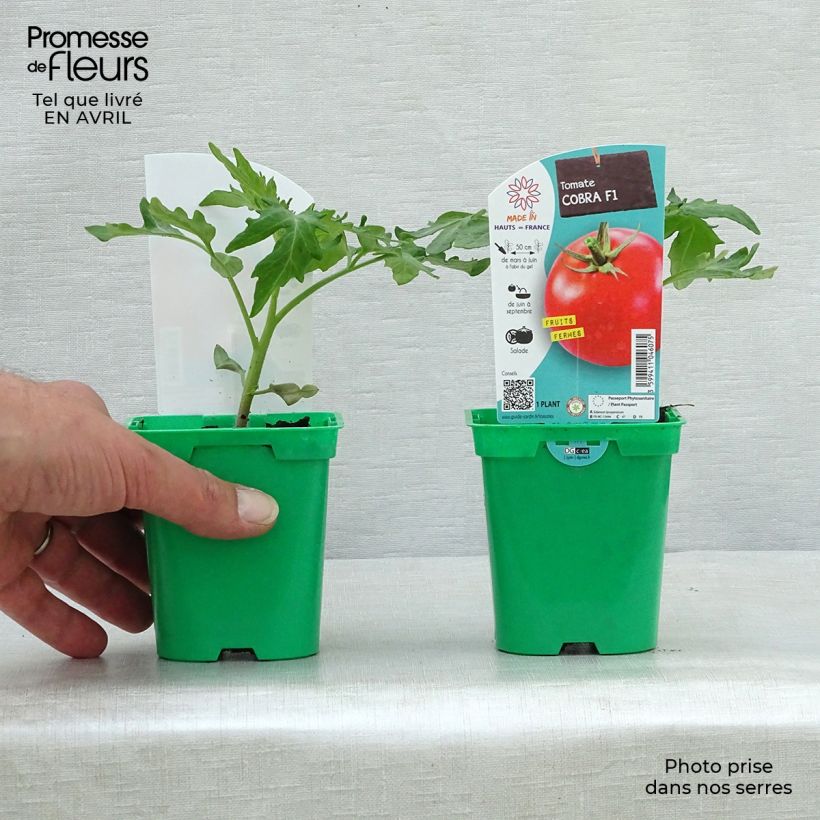 Pomodoro ciliegino/datterino Cobra F1 (piante) Vaso da Ø 10 cm/11 cm esemplare consegnato in primavera