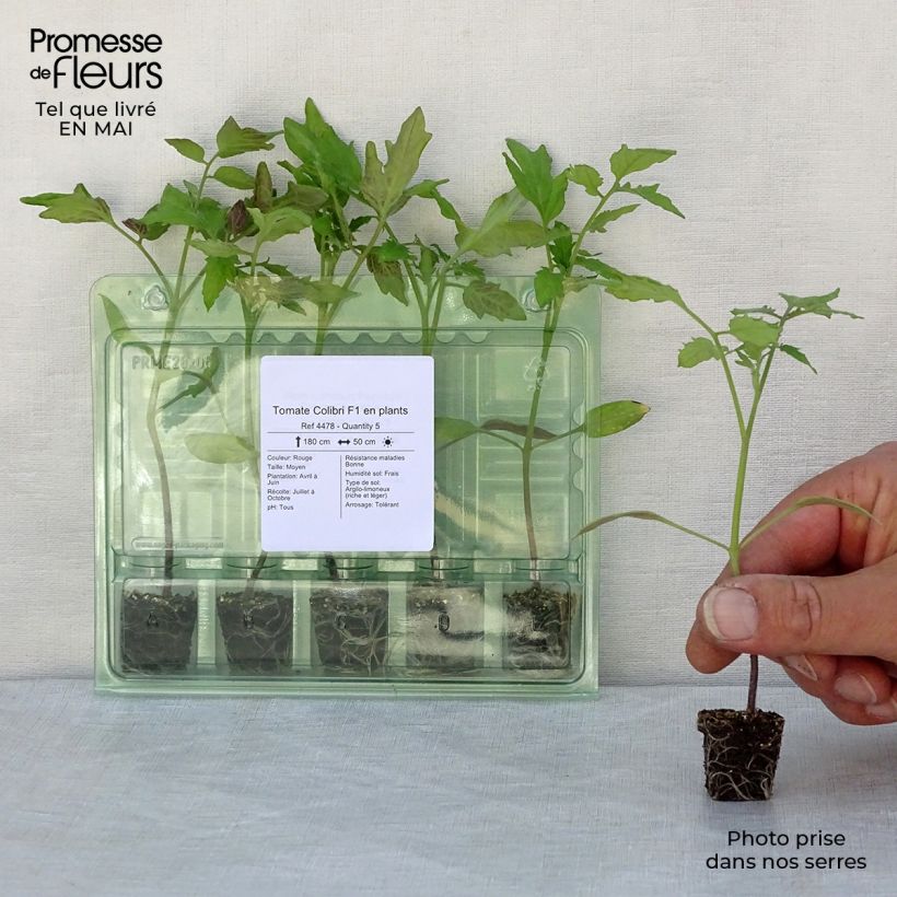 Pomodoro cuore di bue/Beefsteak Colibri F1 (piante) mini zolla... esemplare consegnato in primavera