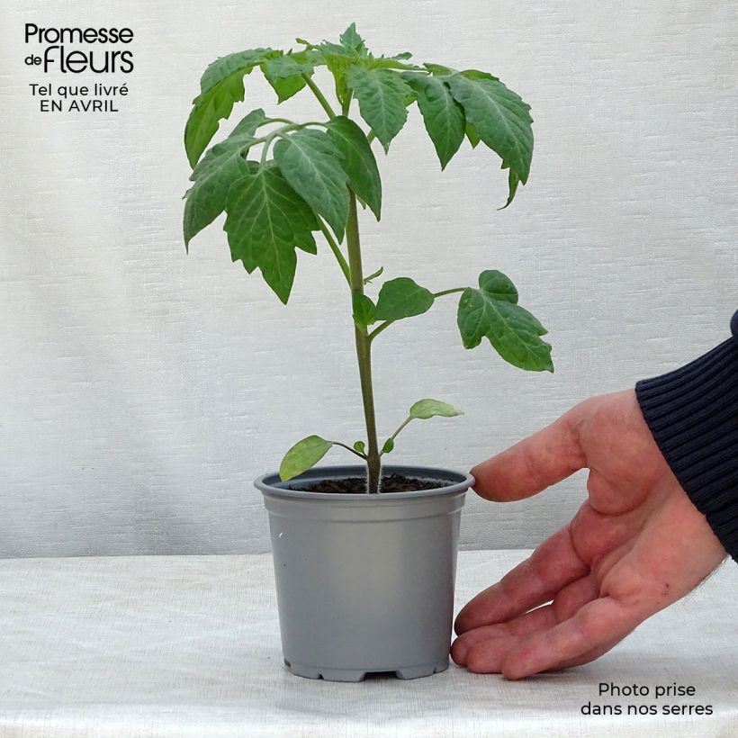 Pomodoro cuore di bue/Beefsteak Colibri F1 (piante) Vasetto da 8/9 cm esemplare consegnato in primavera