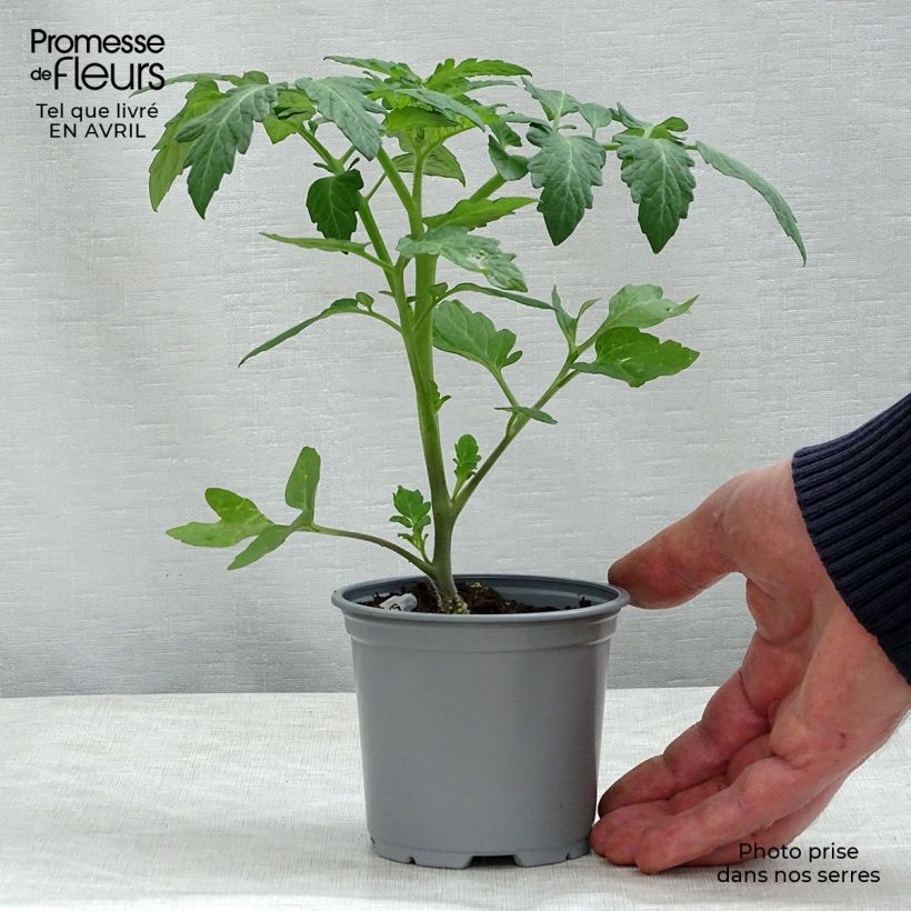 Pomodoro ciliegino/datterino Cookie F1 (piante innestate) Vasetto da 8/9 cm esemplare consegnato in primavera