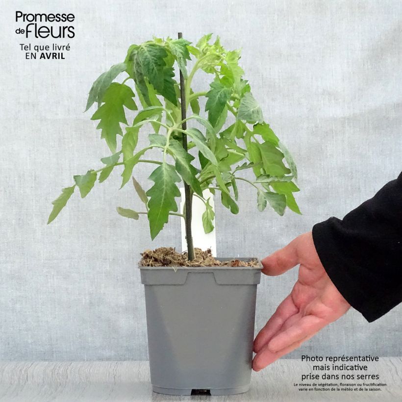 Pomodoro cuore di bue/Beefsteak Corazon F1 Vaso da 2L/3L esemplare consegnato in primavera