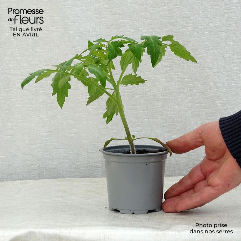 Pomodoro cuore di bue/Beefsteak Corazon F1 (piante) Vaso da Ø 10 cm/11 cm esemplare consegnato in primavera
