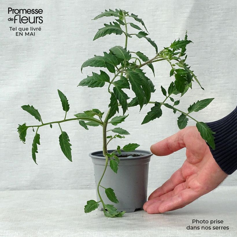 Pomodoro a forma allungata Cornabel F1 Vasetto da 8/9 cm esemplare consegnato in primavera