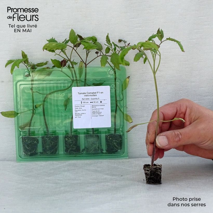Pomodoro lungo Cornabel F1 (piante) mini zolla... esemplare consegnato in primavera