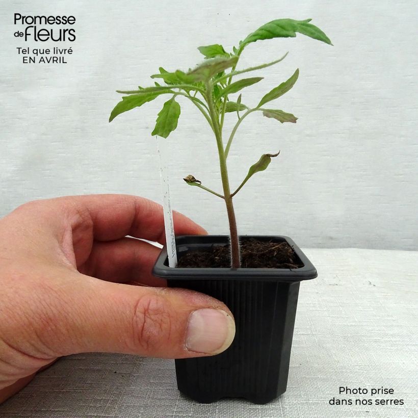 Pomodoro lungo Corno delle Ande (piante) Vasetto da 7/8 cm esemplare consegnato in primavera