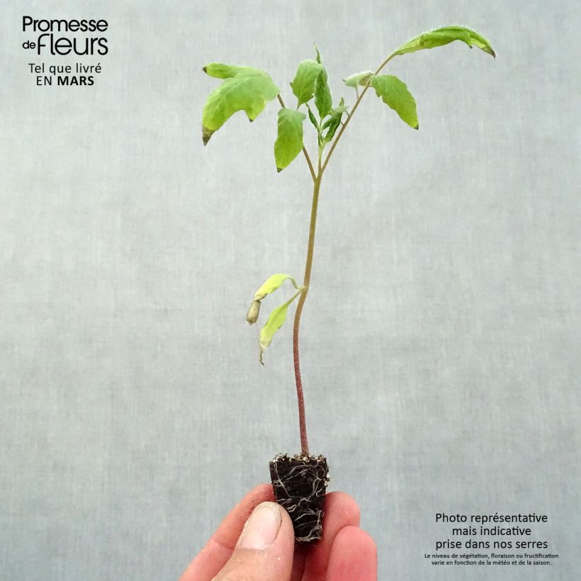 Pomodoro lungo Corno delle Ande (piante) mini zolla... esemplare consegnato in primavera