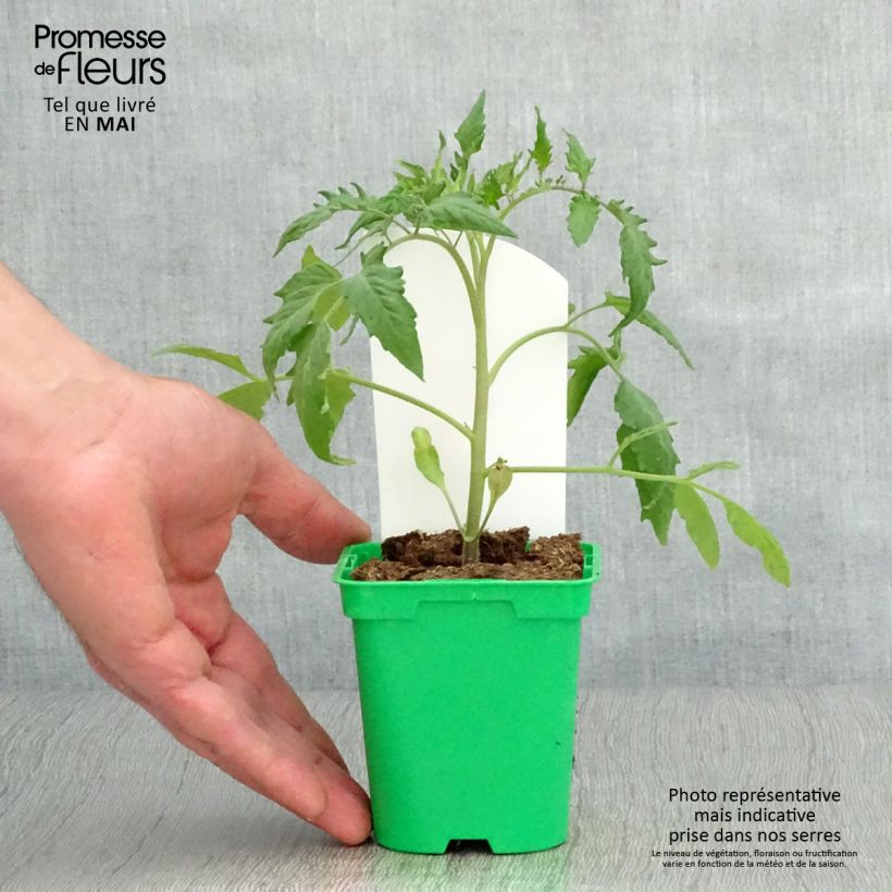 Pomodoro lungo Corno delle Ande (piante) Vaso da Ø 10 cm/11 cm esemplare consegnato in primavera