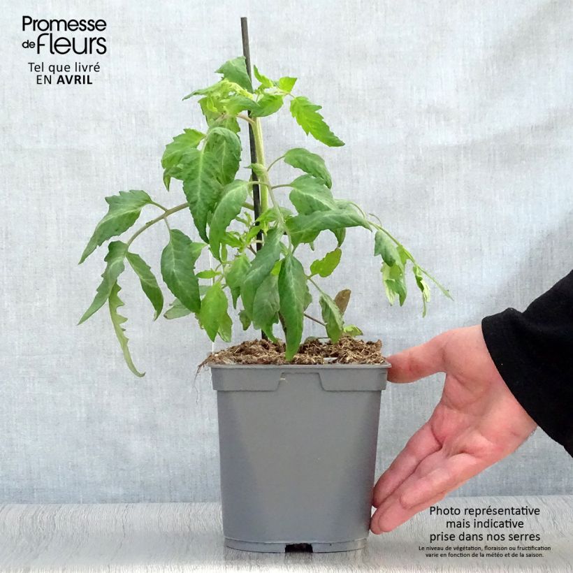 Pomodoro lungo Corno delle Ande (piante innestate) Vaso da 2L/3L esemplare consegnato in primavera