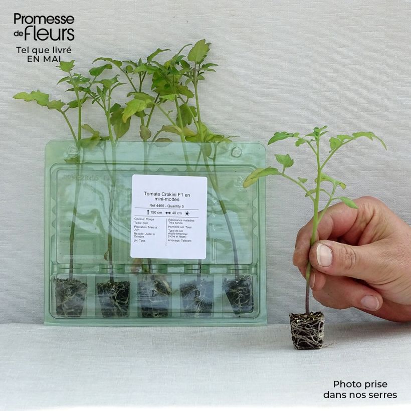 Pomodoro ciliegino/datterino Crokini F1 mini zolla... esemplare consegnato in primavera