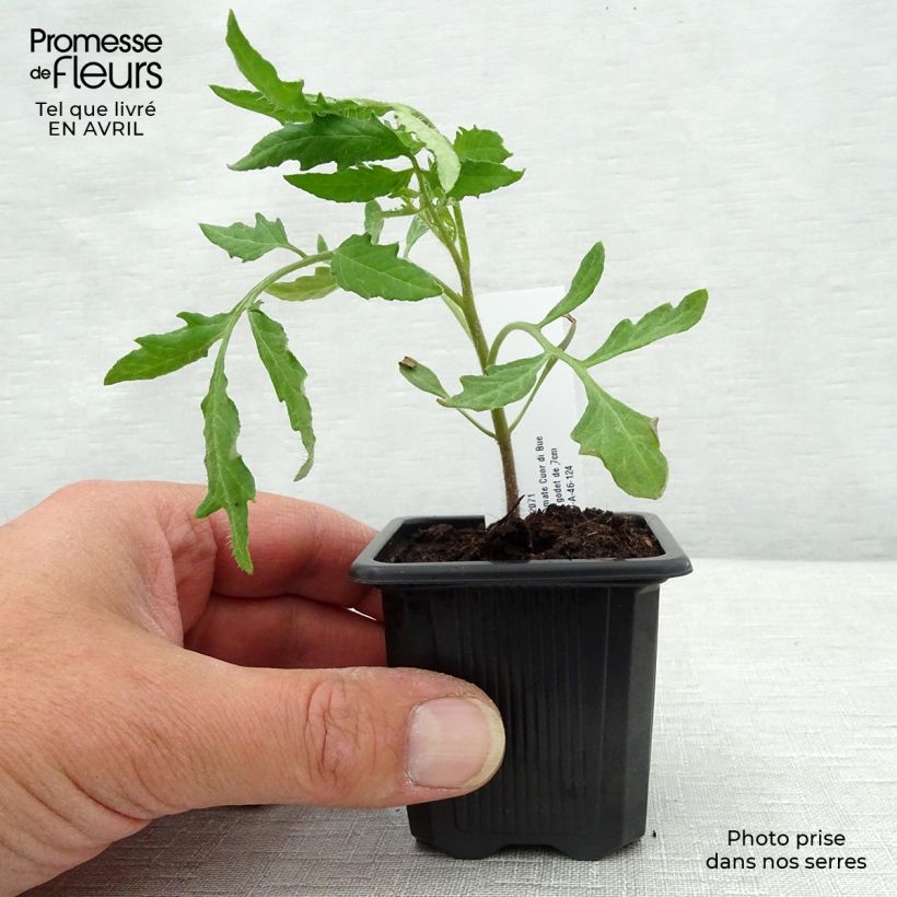 Pomodoro cuore di bue/Beefsteak Cuor di Bue (piante) Vasetto da 7/8 cm esemplare consegnato in primavera