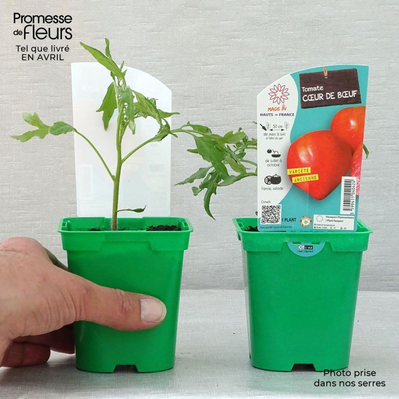 Pomodoro cuore di bue/Beefsteak Cuor di Bue (piante) Vaso da Ø 10 cm/11 cm esemplare consegnato in primavera