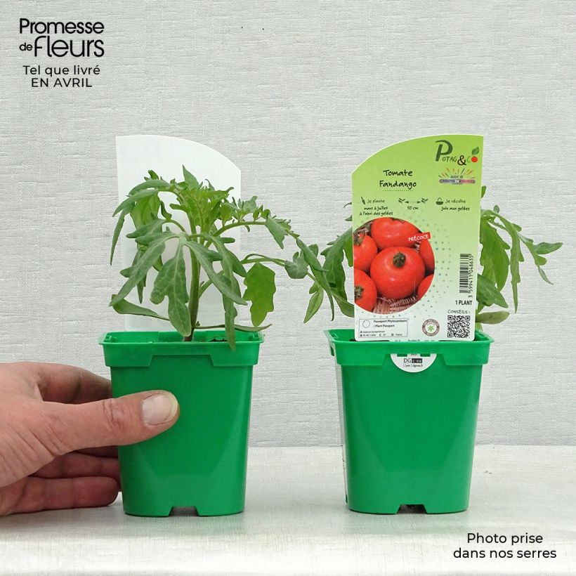 Pomodoro a grappolo Fandango F1 Vaso da Ø 10 cm/11 cm esemplare consegnato in primavera