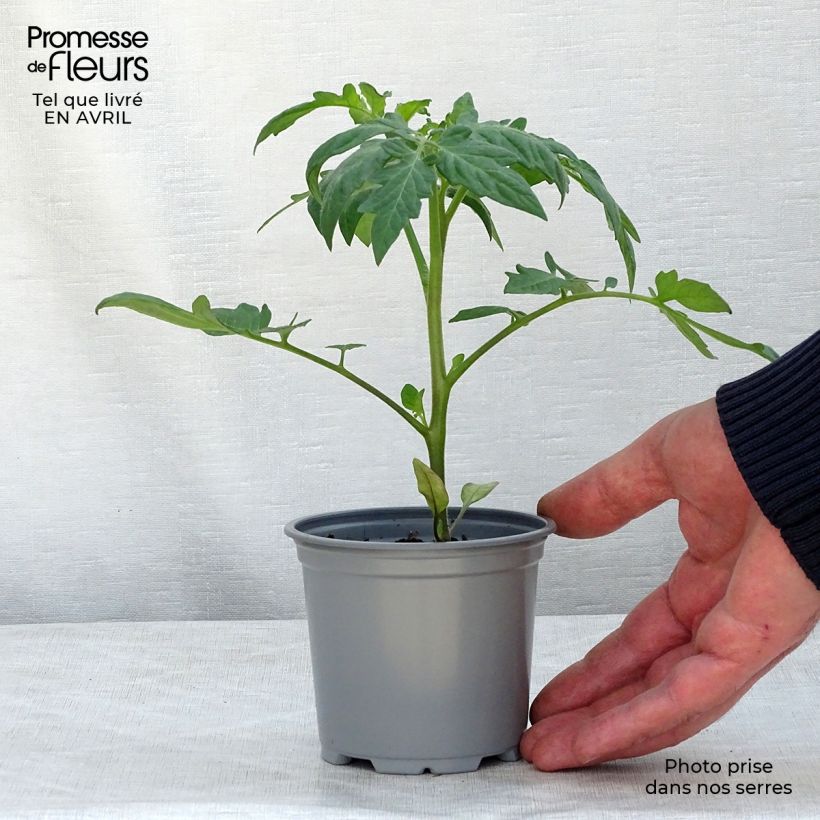 Pomodoro tondo liscio Fantasio F1 Vaso da Ø 10 cm/11 cm esemplare consegnato in primavera